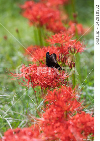 彼岸花にとまるカラスアゲハ 岩井親水公園 彼岸花にとまるカラスアゲハ 岩井親水公園 142918532