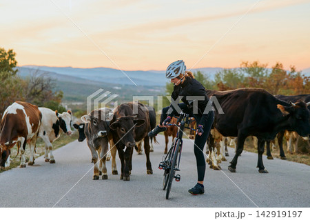 Cyclist On Country Road Surrounded by Grazing Cows at Sunset Female Biker Navigating Rural Scene 142919197
