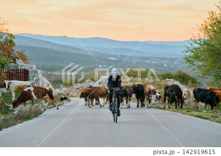 Cyclist Riding Through Rural Road Herd of Cows on Countryside at Sunset 142919615