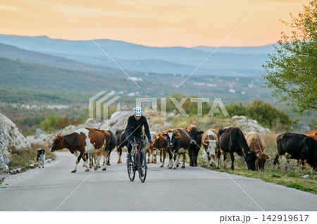 Cyclist Riding Through Herd Of Cows On Rural Mountain Road At Sunset Cyclist Riding Through Herd Of Cows On Rural Mountain Road At Sunset 142919617