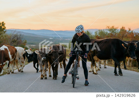 Female Cyclist Navigates Herd of Cows on Rural Road at Sunset in Countryside Female Cyclist Navigates Herd of Cows on Rural Road at Sunset in Countryside 142919626