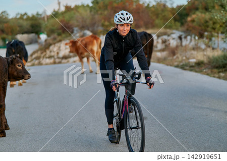 Female Cyclist Riding Road Bike Past Cows On Rural Country Road During Outdoor Training 142919651