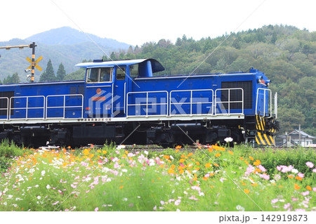 沿線のコスモスに見送られて力走する岩手開発鉄道DD56形ディーゼル機関車_2026/9/11撮影 142919873