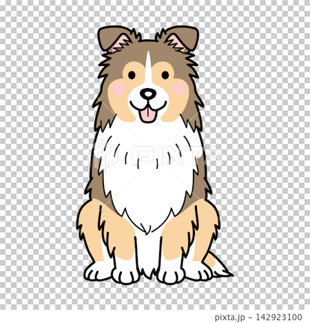 Vector illustration of a Shetland Sheepdog (full body) 142923100