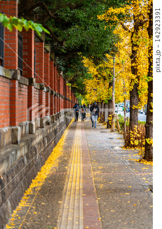 【東京都】東京大学の本郷キャンパス前に並ぶ美しい銀杏 【東京都】東京大学の本郷キャンパス前に並ぶ美しい銀杏 142923391