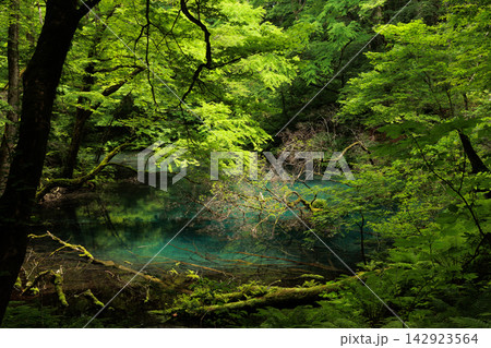 十二湖・沸壺の池|透明なブルーの水面と新緑の森 十二湖・沸壺の池|透明なブルーの水面と新緑の森 142923564