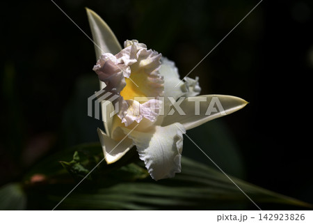 ソブラリア・クサントレウカ ランの花 ソブラリア・クサントレウカ ランの花 142923826