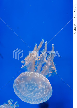 白いタコクラゲ｜青い背景を泳ぐクラゲの鑑賞 142924305