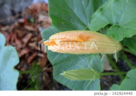 Pumpkin flower bud ready to burst above broad garden leaves. 142924440