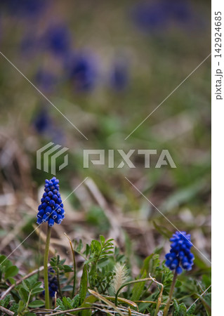ムスカリの花 142924685