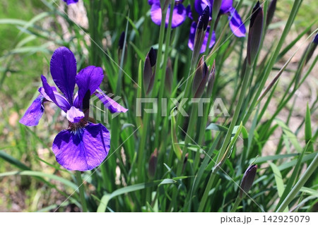 アヤメの花 アヤメの花 142925079