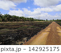 Cleared land with charred soil and young trees beside a muddy rural road 142925175