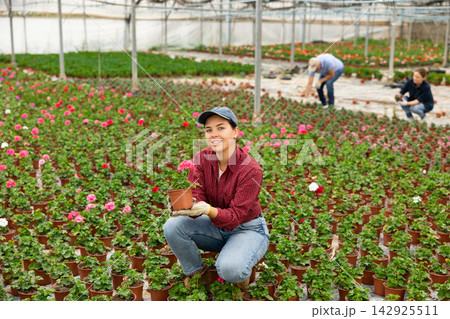 Young woman worker sitting down holding a pot of geranium flower in greenhouse Young woman worker sitting down holding a pot of geranium flower in greenhouse 142925511
