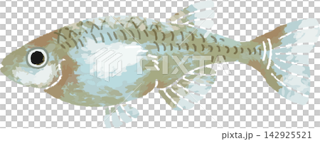 Full-color illustration of a medaka fish in cool tones, hand-drawn style (ornamental fish, pet, material) Full-color illustration of a medaka fish in cool tones, hand-drawn style (ornamental fish, pet, material) 142925521