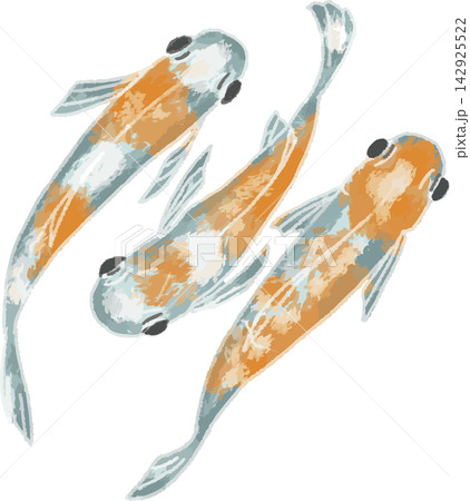 上から見た赤い模様のメダカ3匹のフルカラーイラスト 手書き風デフォルメ（観賞魚・ビオトープ・素材） 142925522