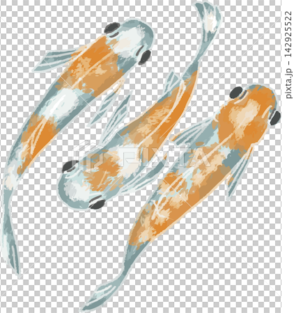 上から見た赤い模様のメダカ3匹のフルカラーイラスト 手書き風デフォルメ（観賞魚・ビオトープ・素材） 142925522