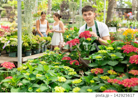 Male flower shop worker takes care of red flowers hydrangea 142925617