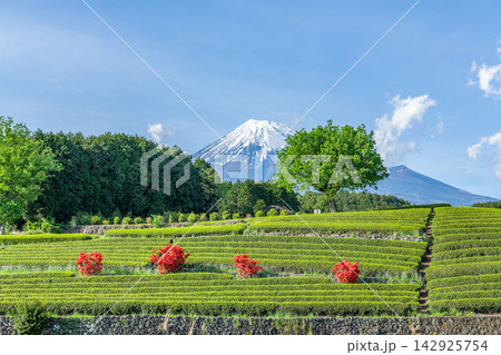 静岡県某所　晴天の富士山と茶畑（4月） 142925754