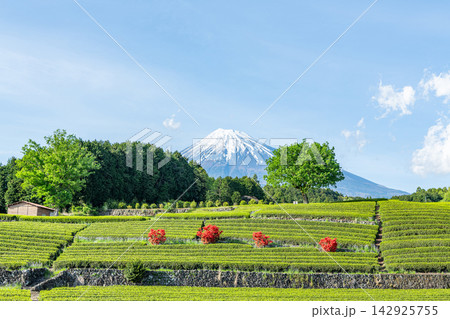 静岡県某所 晴天の富士山と茶畑(4月) 静岡県某所 晴天の富士山と茶畑(4月) 142925755
