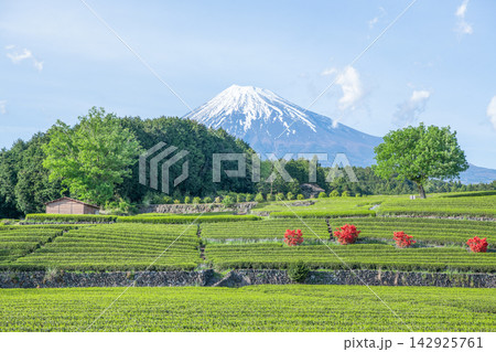 静岡県某所 晴天の富士山と茶畑(4月) 静岡県某所 晴天の富士山と茶畑(4月) 142925761