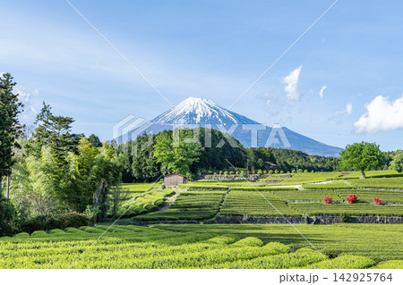静岡県某所 晴天の富士山と茶畑(4月) 静岡県某所 晴天の富士山と茶畑(4月) 142925764