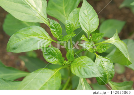 Chili Pepper Plant with Developing Buds and Leaves Chili Pepper Plant with Developing Buds and Leaves 142925869