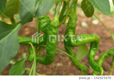 Green Chili Peppers Growing on a Plant 142925870