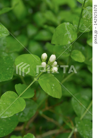 Jasmine Buds on Green Bush Jasmine Buds on Green Bush 142925878
