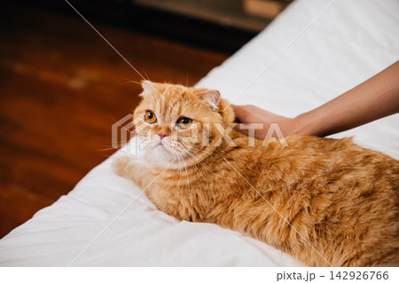 In a room filled with smiles, a woman's hand caresses her playful Scottish Fold cat on the bed. The picture of a heartwarming friendship between a woman and her feline companion. Pat love In a room filled with smiles, a woman's hand caresses her playful Scottish Fold cat on the bed. The picture of a heartwarming friendship between a woman and her feline companion. Pat love 142926766
