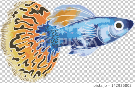 一幅色彩鮮豔、風格獨特的手繪孔雀魚插圖(熱帶魚、水族箱、材質)。 一幅色彩鮮豔、風格獨特的手繪孔雀魚插圖(熱帶魚、水族箱、材質)。 142926802