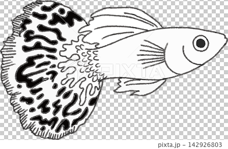 孔雀魚線條藝術插畫,手繪風格,風格化(熱帶魚,水族館,單色) 孔雀魚線條藝術插畫,手繪風格,風格化(熱帶魚,水族館,單色) 142926803