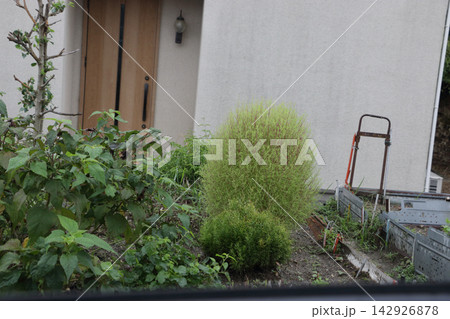家庭のコキア 142926878