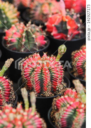 Cacti of different types in black pots on display at a garden center Cacti of different types in black pots on display at a garden center 142927173