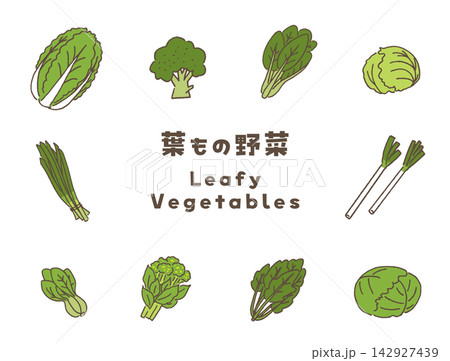 葉物野菜のベクターイラストセット。 葉物野菜のベクターイラストセット。 142927439