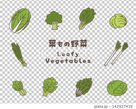 葉物野菜のベクターイラストセット。 葉物野菜のベクターイラストセット。 142927439