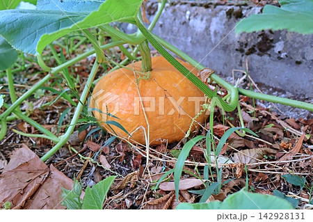 Ripe orange pumpkin nestles among vines in garden bed. Ripe orange pumpkin nestles among vines in garden bed. 142928131
