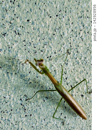 カマキリ（9月下旬） 142928956