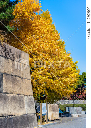 紅葉の皇居東御苑 紅葉の皇居東御苑 142929004