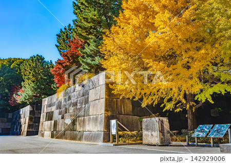 紅葉の皇居東御苑 紅葉の皇居東御苑 142929006