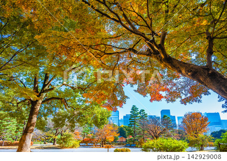 紅葉の皇居東御苑 紅葉の皇居東御苑 142929008