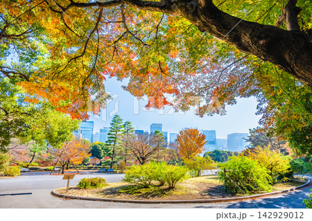 紅葉の皇居東御苑 紅葉の皇居東御苑 142929012