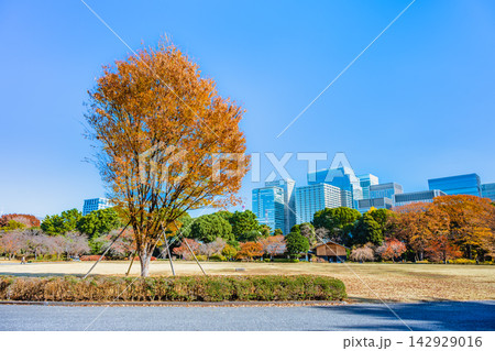 紅葉の皇居東御苑 紅葉の皇居東御苑 142929016