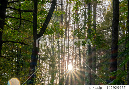 Sunlight filters through tall trees in dense forest. Sunlight filters through tall trees in dense forest. 142929485