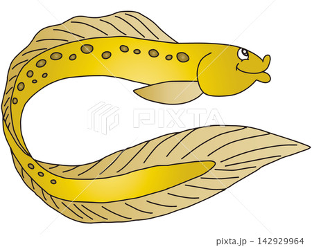 手書き魚イラスト☆ウツボ 手書き魚イラスト☆ウツボ 142929964