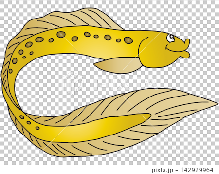 Hand-drawn fish illustration ☆ Moray eel Hand-drawn fish illustration ☆ Moray eel 142929964