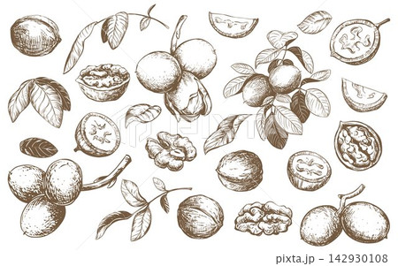 Vector walnut in engraving technique. Unripe walnut seeds whole and halves, leaves and branches. Clipart for Nocino liqueur label. Linear ink sketch. 142930108