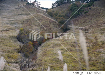 ススキの草原が広がる砥峰高原 ススキの草原が広がる砥峰高原 142930509