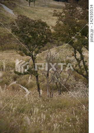 ススキの草原が広がる砥峰高原 ススキの草原が広がる砥峰高原 142930534