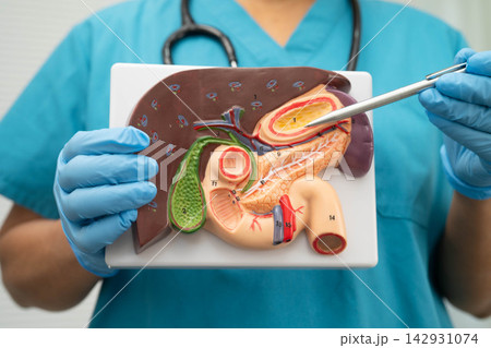 Cirrhosis, Liver cancer, fatty liver, Asian doctor with liver human anatomy model in World Hepatitis Day at hospital. Cirrhosis, Liver cancer, fatty liver, Asian doctor with liver human anatomy model in World Hepatitis Day at hospital. 142931074
