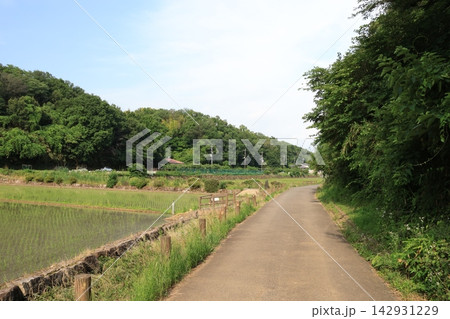 日本の原風景である横浜市内に残る「寺家ふるさと村」の春の田植えされた田んぼの様子 142931229